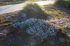 Achillea maritima