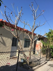 Pseudobombax ellipticum