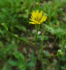 Crepis pulchra
