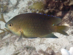 Chrysiptera biocellata