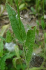 Crepis pulchra
