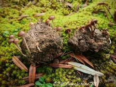 Psilocybe liniformans liniformans