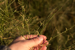 Retama monosperma