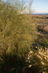 Retama monosperma