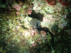Phallusia fumigata