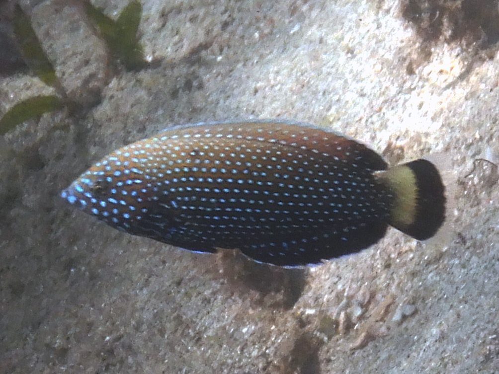 Bluespotted Wrasse