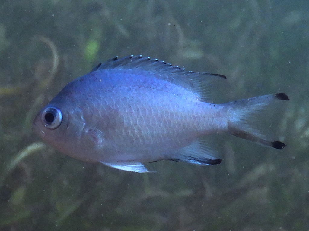 Brown chromis