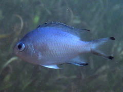 Azurina lepidolepis