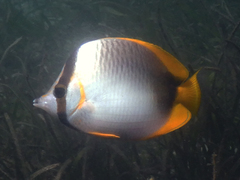 Chaetodon leucopleura
