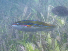 Stethojulis strigiventer