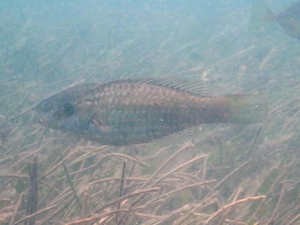 Marbled parrotfish