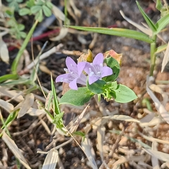 Spermacoce articularis