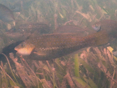 Leptoscarus vaigiensis