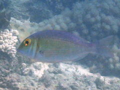 Lethrinus borbonicus