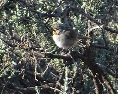 Pyrrholaemus brunneus