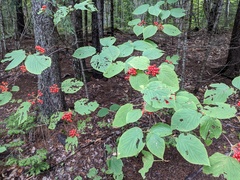 Media resource of Viburnum lantanoides