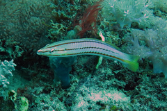 Hologymnosus doliatus