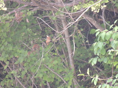 Alcedo atthis atthis