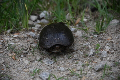 Kinosternon subrubrum subrubrum