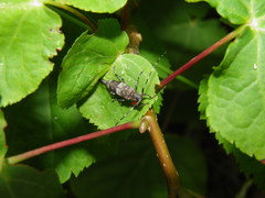 Acanthocinus griseus