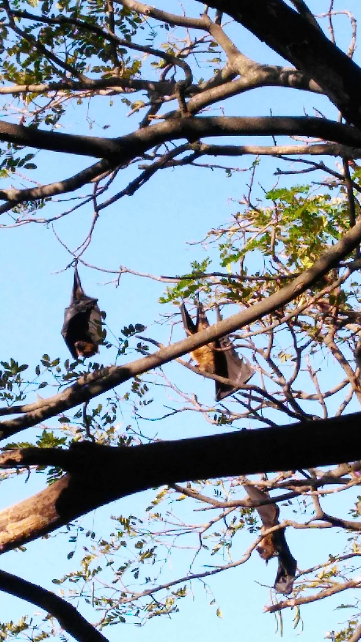 Large flying fox