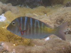 Lethrinus mahsena