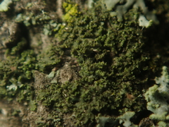 Phaeophyscia nigricans