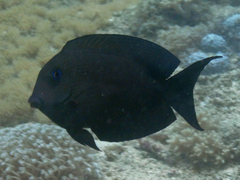 Ctenochaetus binotatus