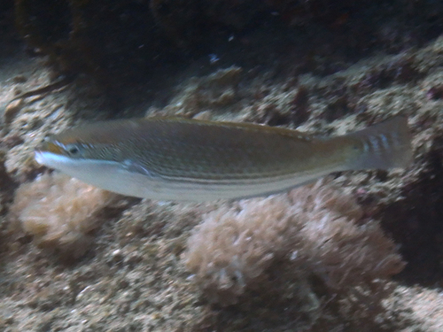 Lined rainbow-fish (Stethojulis strigiventer) — Labridae — 4