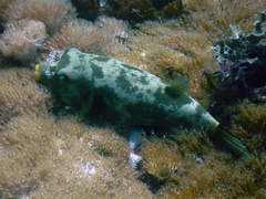 Arothron immaculatus