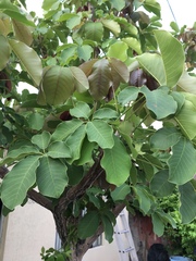 Pseudobombax ellipticum