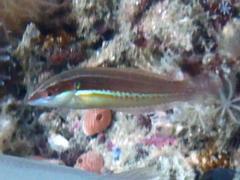 Coris caudimacula