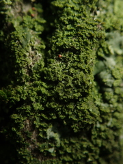 Phaeophyscia nigricans