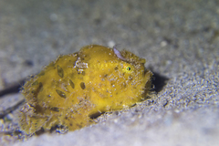 Antennarius striatus