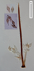 Beltrania querna