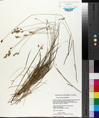 Carex praticola
