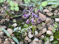 Ledebouria minima
