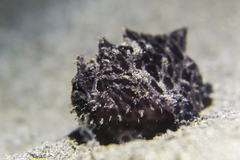 Antennarius striatus