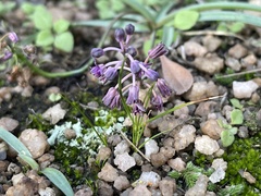 Ledebouria minima