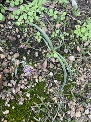 Ledebouria minima