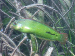 Novaculoides macrolepidotus