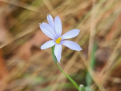 Sisyrinchium nashii
