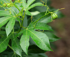 Jatropha variifolia