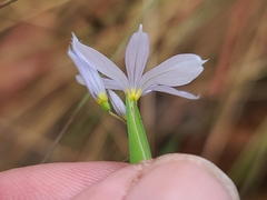 Sisyrinchium nashii
