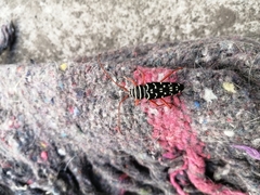 Placosternus erythropus