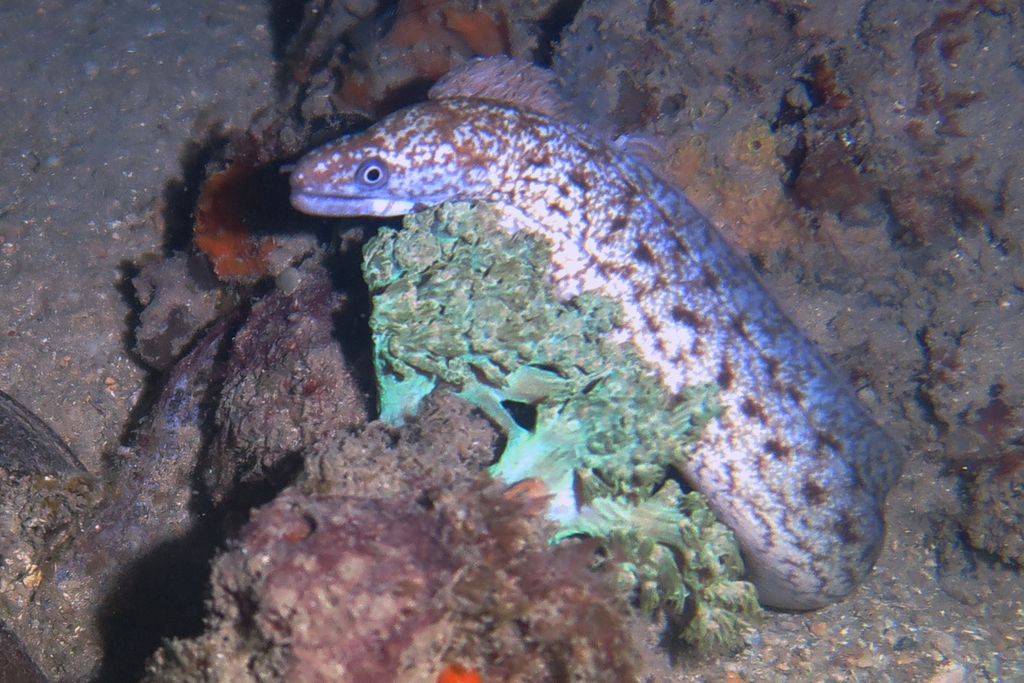 Lipspot moray