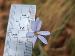 Sisyrinchium nashii
