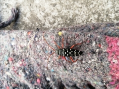 Placosternus erythropus