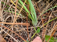 Sisyrinchium nashii