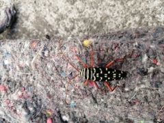 Placosternus erythropus